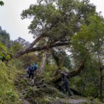 2024-10 - Népal - J05 - De Ghandruk à Tadapani - 187